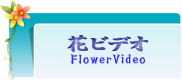 ※クリックで【花ビデオ】へ
＠e-Flower Arrangement Institute イーフラワーアレンジ教室